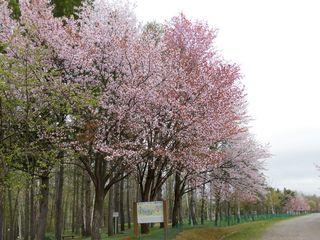 syunkoudai_2018_05_11_002.jpg