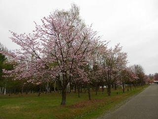 syunkoudai_2019_05_06_004.jpg