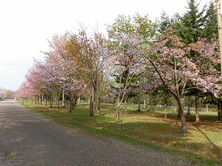 syunkoudai_2019_05_10_002.jpg