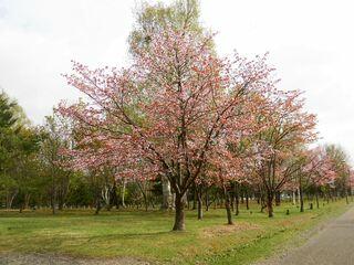 syunkoudai_2019_05_10_003.jpg