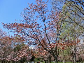 syunkoudai_2024_05_01_004.jpg