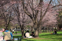tokiwa_2015_04_29_210px.JPG