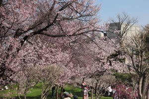 tokiwa_2015_04_29_300px_20160428.JPG
