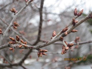 tokiwa_2016_0415_003.JPG