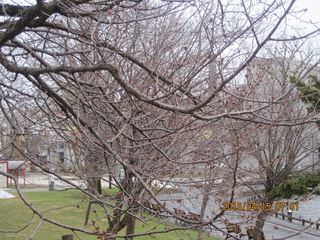 tokiwa_2016_0415_004.JPG