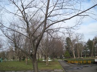 tokiwa_2016_0419_001.jpg
