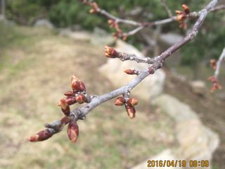 tokiwa_2016_0419_004.jpg