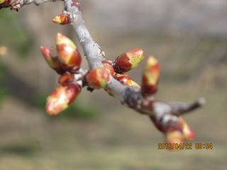 tokiwa_2016_0422_004.jpg