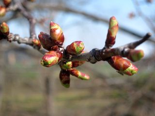 tokiwa_2016_0425_004.jpg