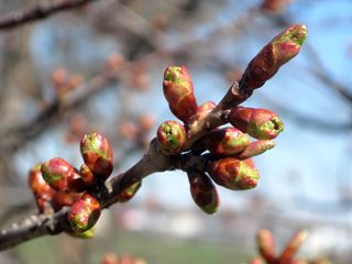 tokiwa_2016_0427_004.jpg