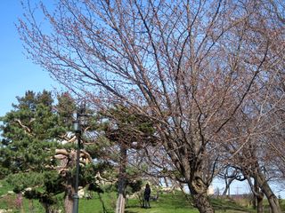 tokiwa_2016_0428_003.jpg