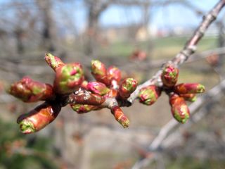 tokiwa_2016_0428_004.jpg