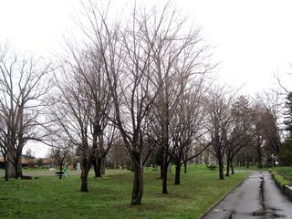 tokiwa_2016_0429_002.jpg