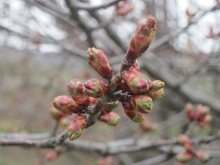 tokiwa_2016_0429_004.jpg