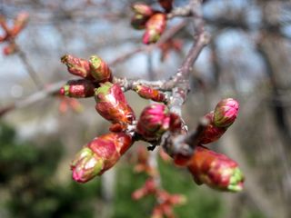tokiwa_2016_0502_004.jpg