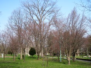 tokiwa_2016_0503_002.jpg