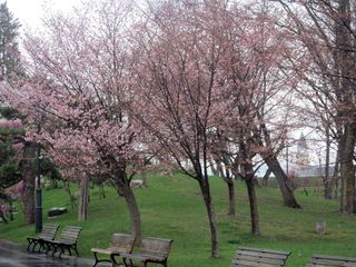 tokiwa_2016_0504_003.jpg