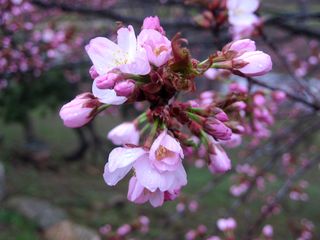 tokiwa_2016_0504_004.jpg