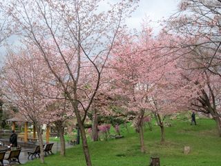 tokiwa_2016_0505_004.jpg