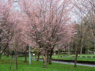 tokiwa_2016_0505_005.jpg