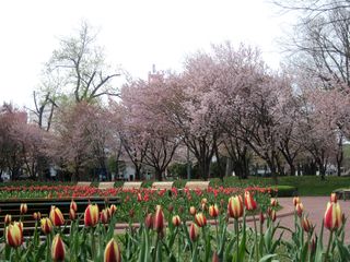 tokiwa_2016_0510_001.jpg