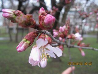 tokiwa_2019_05_02_005.jpg