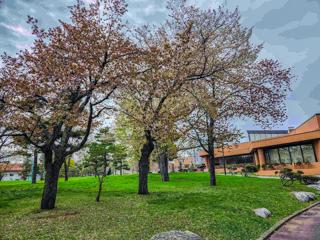tokiwa_2024_05_04_004.jpg