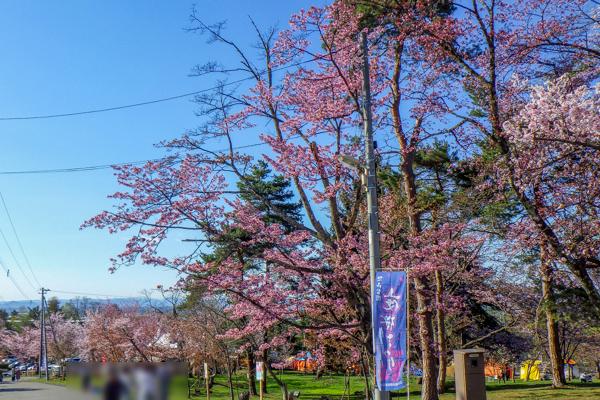 sakura2024_asahiyama_001.jpg