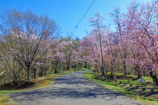 sakura2024_asahiyama_002.jpg