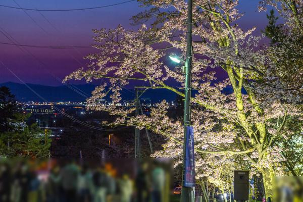 sakura2024_asahiyama_003.jpg