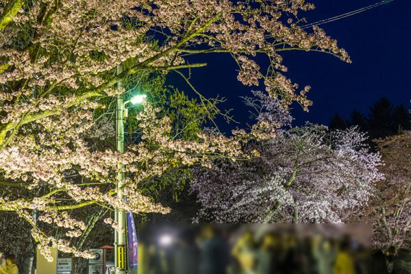 sakura2024_asahiyama_004.jpg