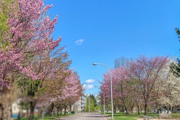 sakura2024_hanasaki_001.jpg