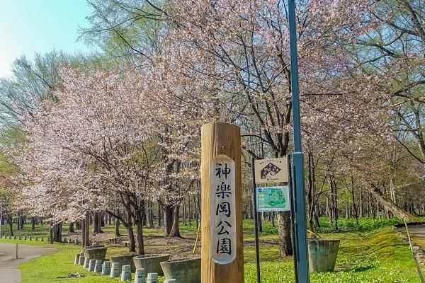sakura2024_kaguraoka_001.jpg