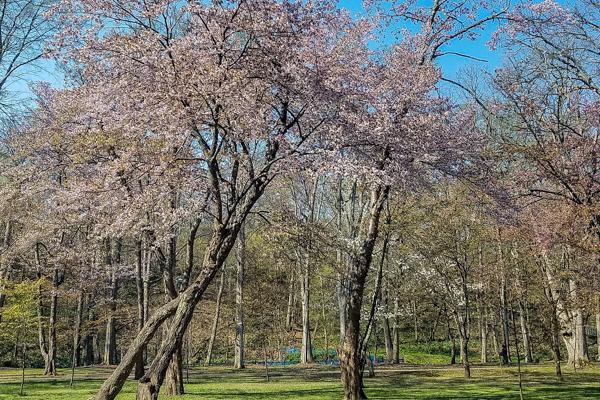 sakura2024_kaguraoka_002.jpg