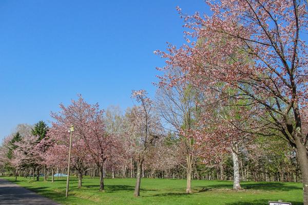 sakura2024_syunkoudai_002.jpg