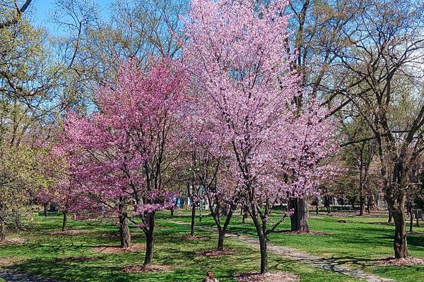 sakura2024_tokiwa_001.jpg
