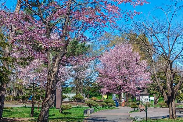 sakura2024_tokiwa_002.jpg