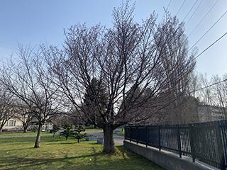 sakura2026_04_20_hanasaki001.jpg