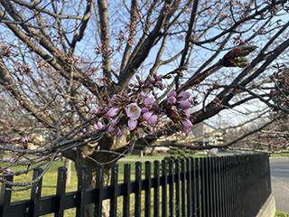 sakura2026_04_20_hanasaki002.jpg