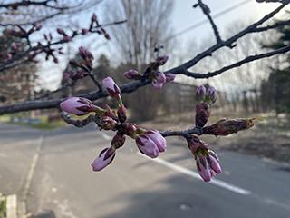 sakura2026_04_20_hanasaki003.jpg
