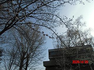 sakura2026_04_20_tokiwa002.jpg