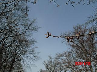 sakura2026_04_20_tokiwa003.jpg