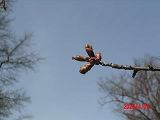 sakura2026_04_20_tokiwa004.jpg