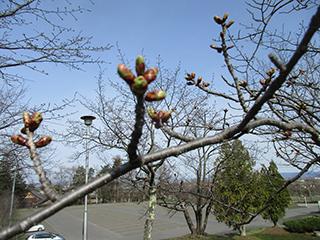 sakura2026_04_20asahiyama003.jpg