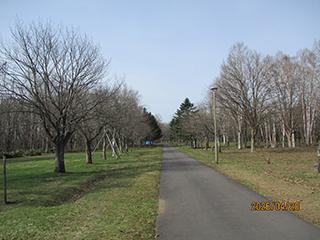 sakura2026_04_20syunkoudai001.jpg