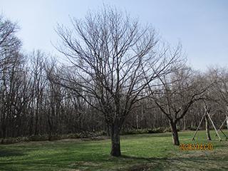 sakura2026_04_20syunkoudai002.jpg