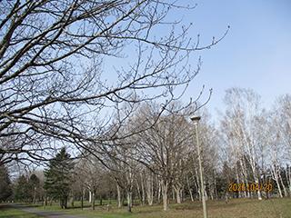 sakura2026_04_20syunkoudai004.jpg