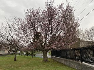 sakura2026_04_21hanasaki001.jpg