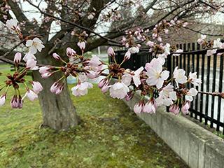 sakura2026_04_21hanasaki002.jpg