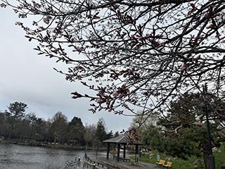 sakura2026_04_22tokiwa001.jpg